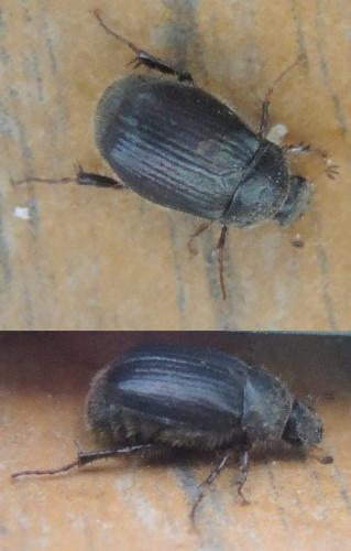 Omaloplia ruricola